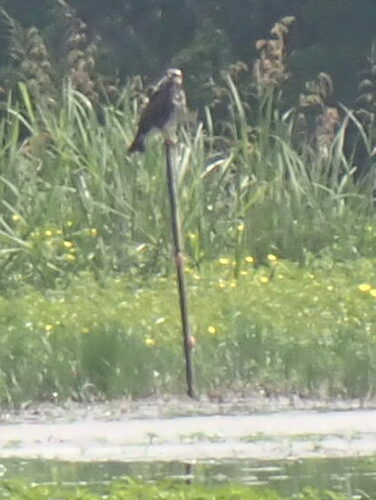Snail Kite photographed in Georgia