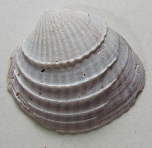 Chionopsis gnidia