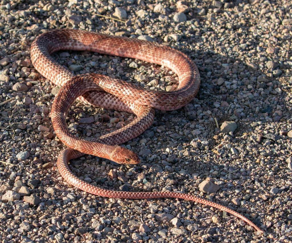 Desert Coachwhip, photo 1 of 10