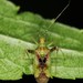 Phytocoris - Photo (c) Jason M Crockwell, some rights reserved (CC BY-NC-ND), uploaded by Jason M Crockwell