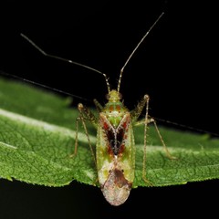 Phytocoris tibialis
