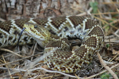 Crotalus basiliscus