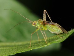 Phytocoris tibialis