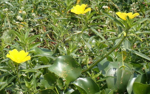 Image of Ludwigia hexapetala by (c) mfeaver, some rights reserved (CC BY)