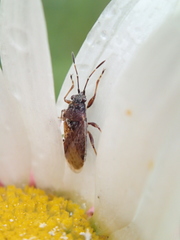 Rhypodes