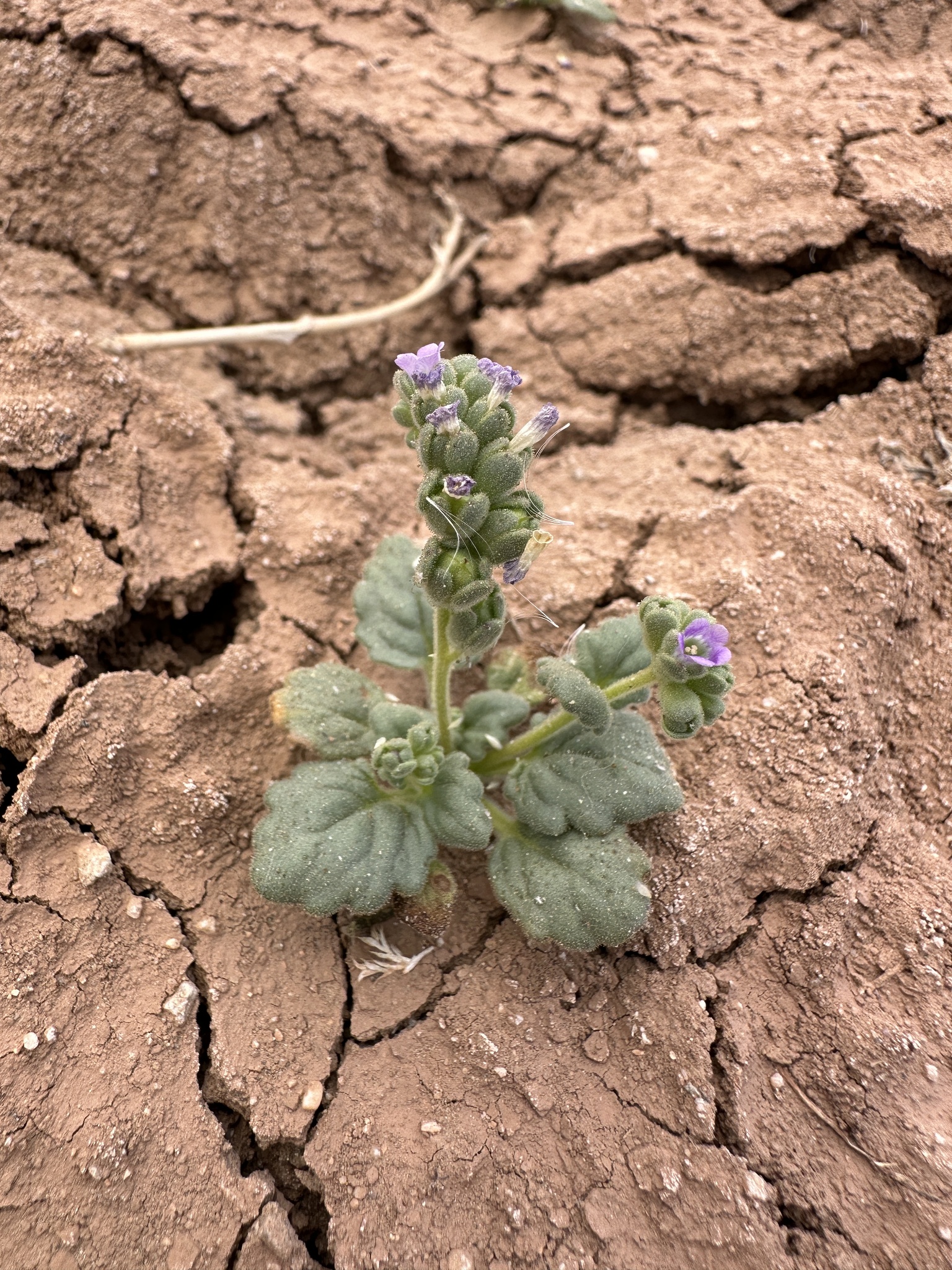 Phacelia parishii
