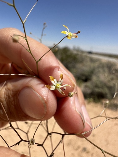Image of Nemacladus rubescens by (c) Matt Berger, some rights reserved (CC BY)