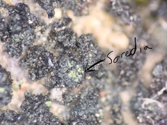 Pyrenodesmia pratensis