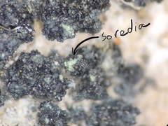 Pyrenodesmia pratensis