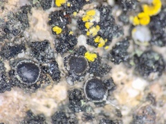 Pyrenodesmia pratensis