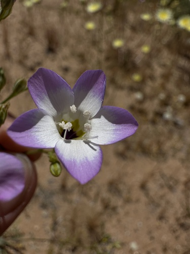 Image of Gilia latiflora by (c) Matt Berger, some rights reserved (CC BY)