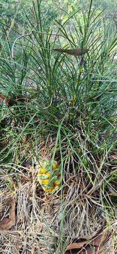 Macrozamia crassifolia