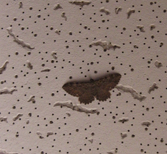 Rheumaptera meadii