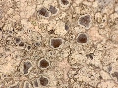 Pyrenodesmia atroalba