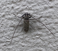 Susuacanga stigmatica