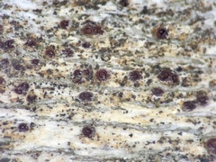 Caeruleum heppii