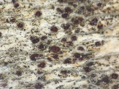 Caeruleum heppii