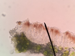 Caeruleum heppii