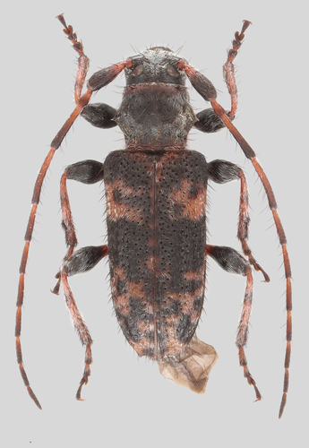 Pogonocherus mixtus