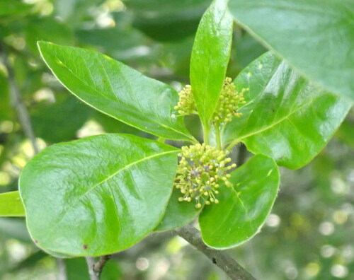 Blackgum (Nyssa sylvatica)