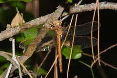 Neurocordulia xanthosoma