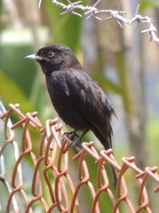 Knipolegus aterrimus