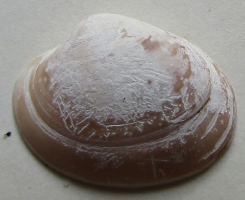 Megapitaria squalida