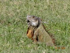Iguana iguana