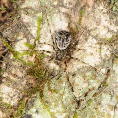 Drapetisca alteranda