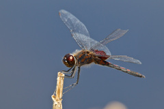 Celithemis ornata
