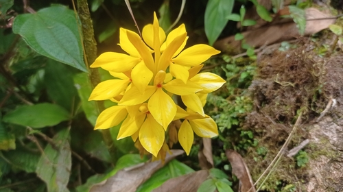 Aphelandra sulphurea