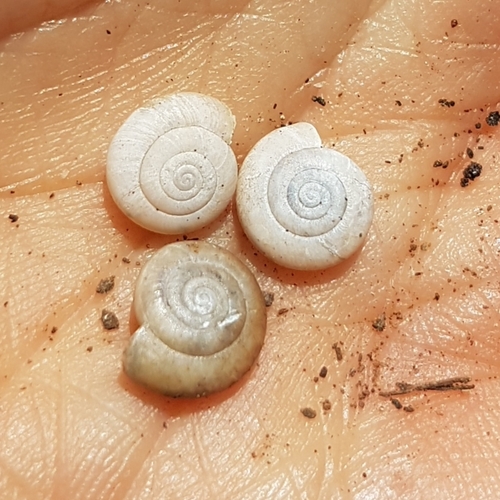 Oxychilus lentiformis