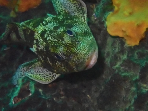 Chilean thornfish (Bovichtus chilensis) — Bovichtidae