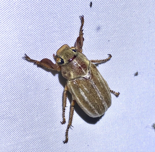 Polyphylla occidentalis photo 4