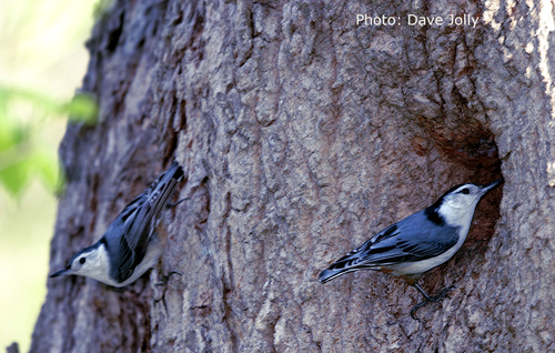 Observations By Earthquest_canada · INaturalist