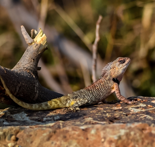 Indian Garden Lizard