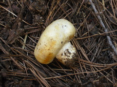 Agaricus inapertus