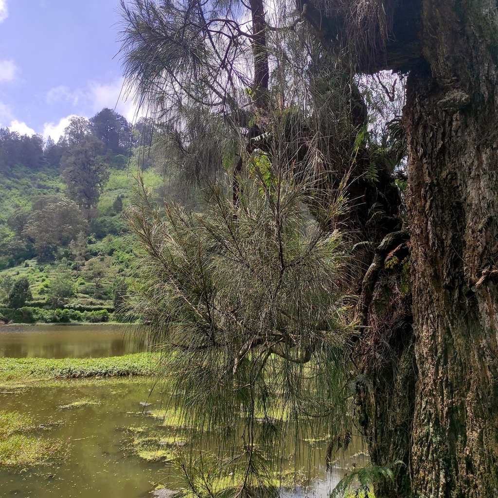 Casuarina junghuhniana; photograph (c) Abu Hamas, some rights reserved (CC BY-SA)