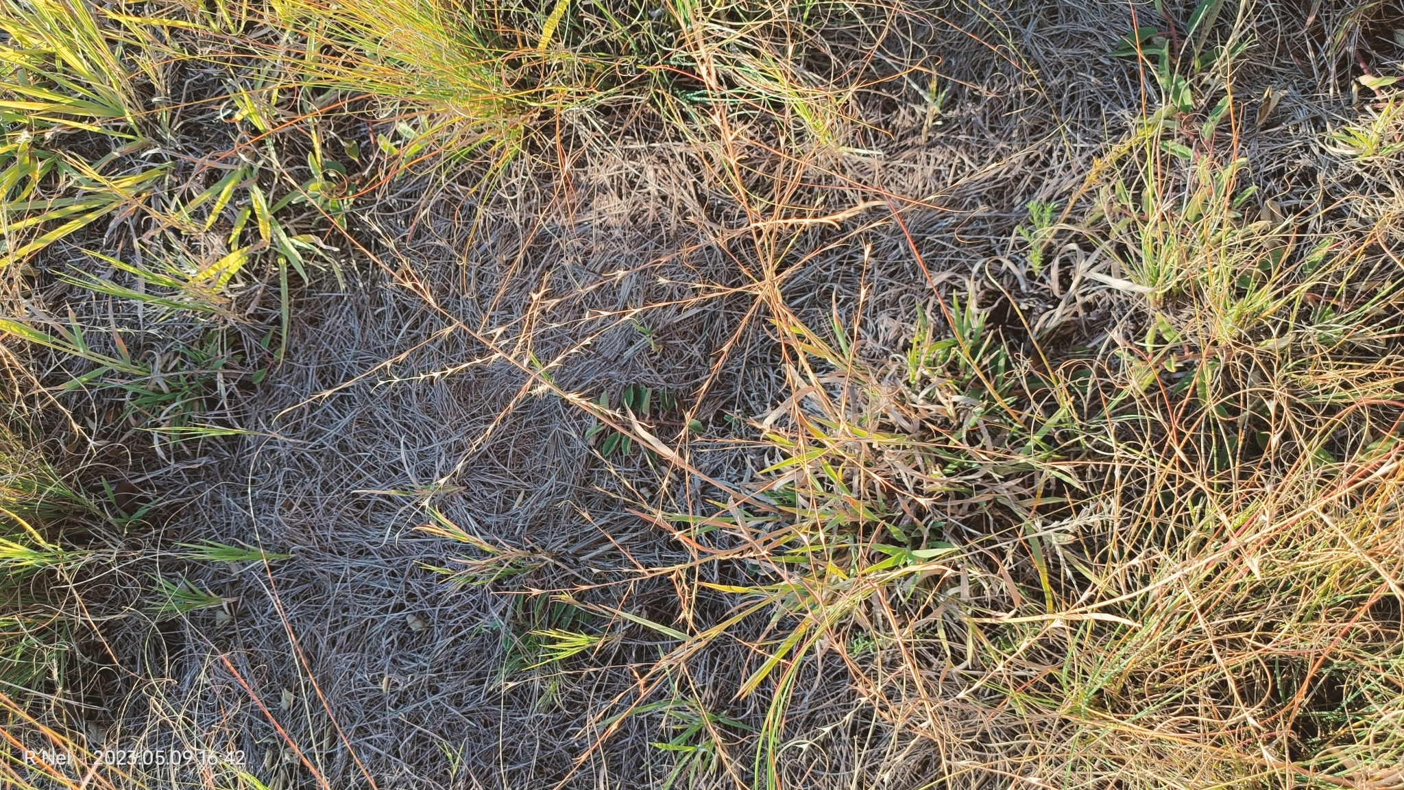 Rolling Grass (Trichoneura grandiglumis)