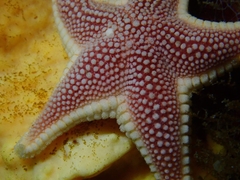 Odontaster penicillatus