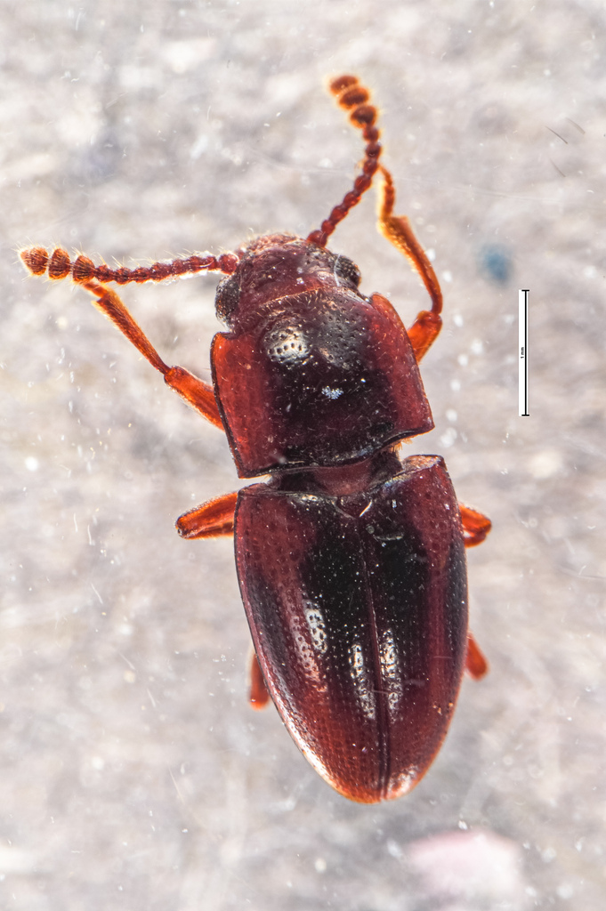 Cryptodacne pubescens