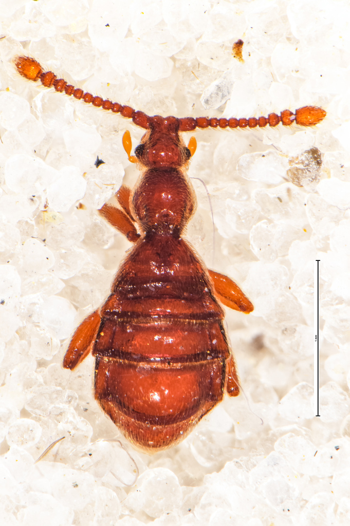 Phormiobius
