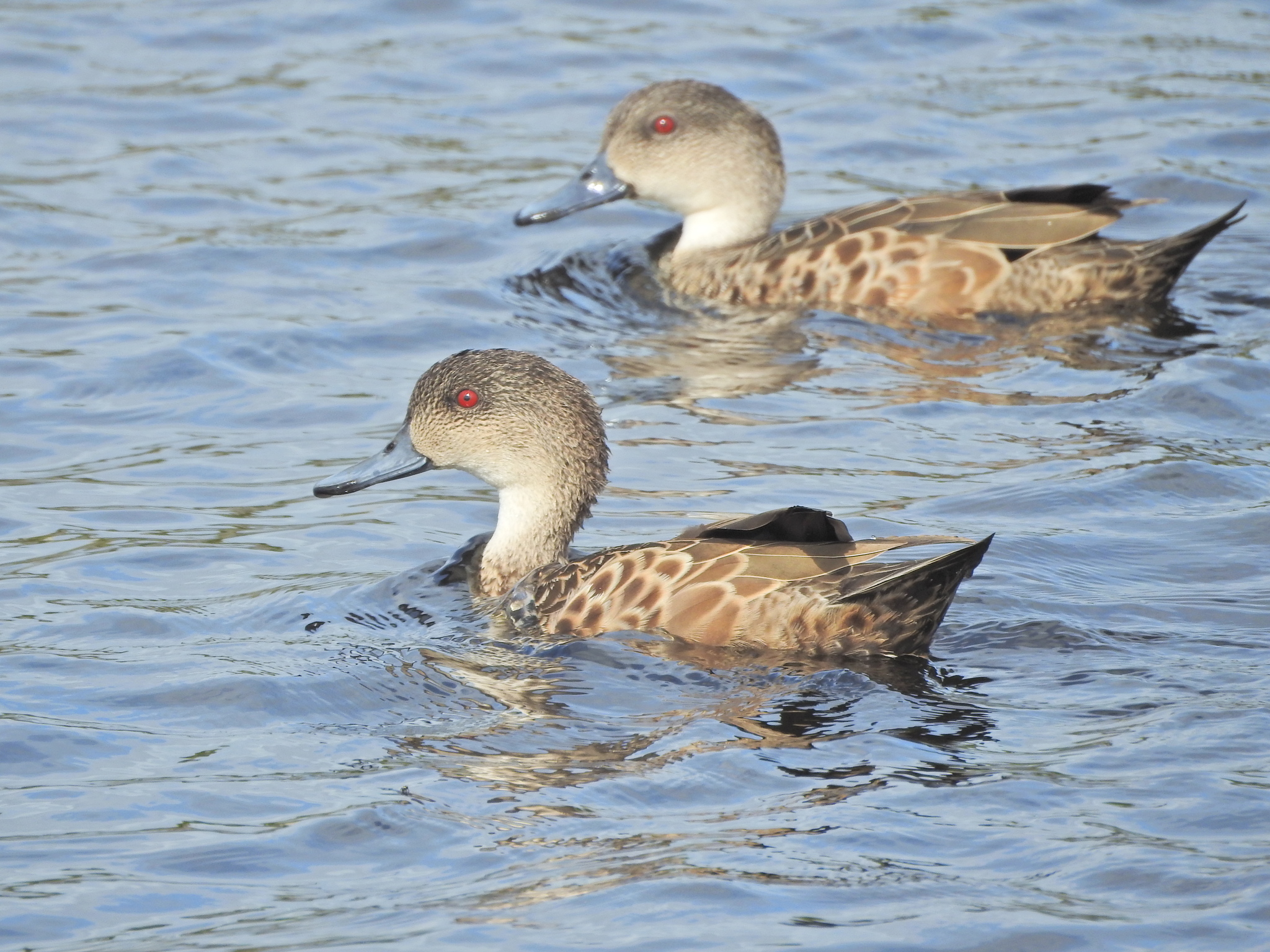 Grey Teal illustration