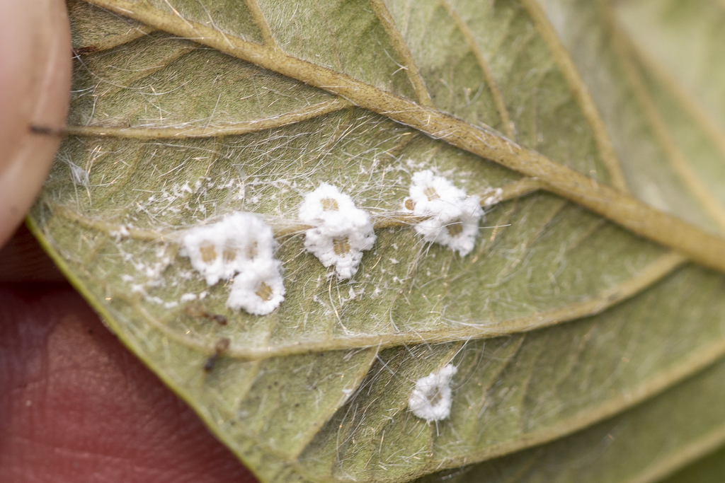Scale Insects from Orange Walk District, Belize on May 2, 2023 at 03:58 ...