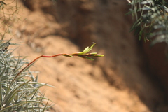 Tillandsia albida