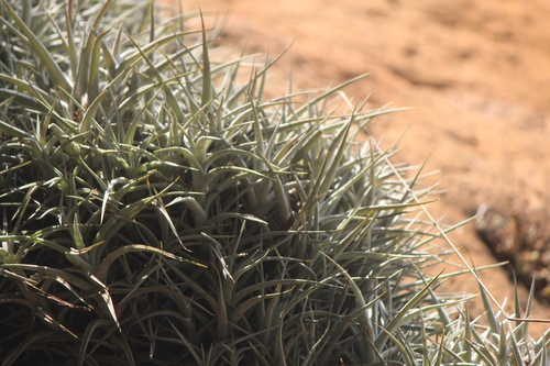 Tillandsia albida, photograph 1