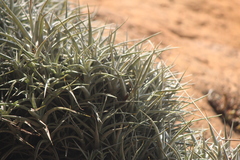 Tillandsia albida, photograph (c) José Belem Hernández Díaz, some rights reserved (CC BY)