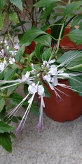 Orthosiphon aristatus