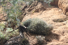 Tillandsia albida, photograph (c) José Belem Hernández Díaz, some rights reserved (CC BY)