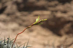 Tillandsia albida, photograph (c) José Belem Hernández Díaz, some rights reserved (CC BY)